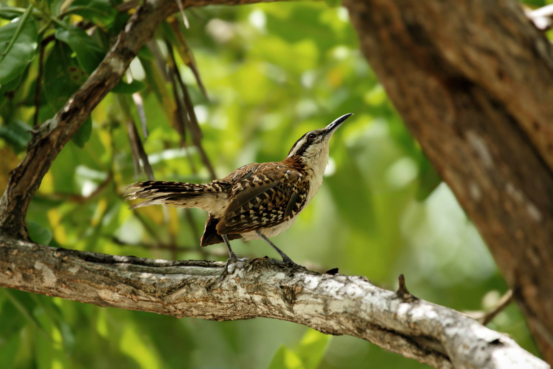 Rotnacken-Zaunkönig (Campylorhynchus rufinucha)